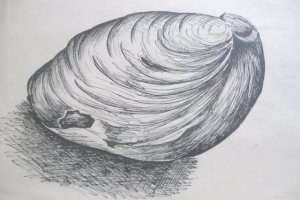 Skamieniały małż