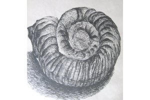 Skamieniały amonit