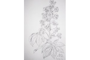Kwiaty